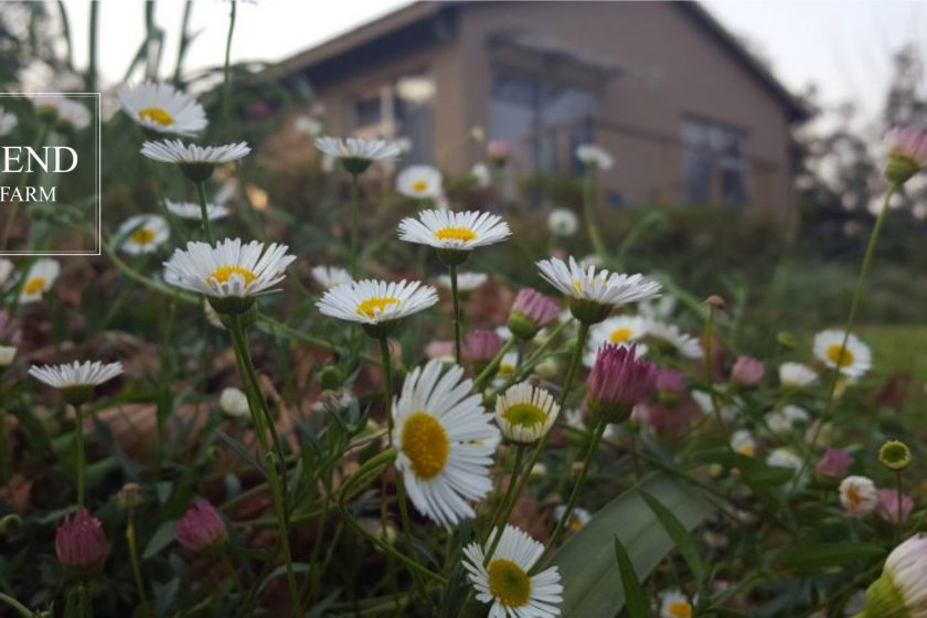 Lind End Guest Farm - The Cottage